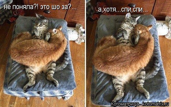 не поняла?! это шо за?... а,хотя...спи,спи...... Котоматрица: не поняла?! это шо за?... а,хотя...спи,спи...