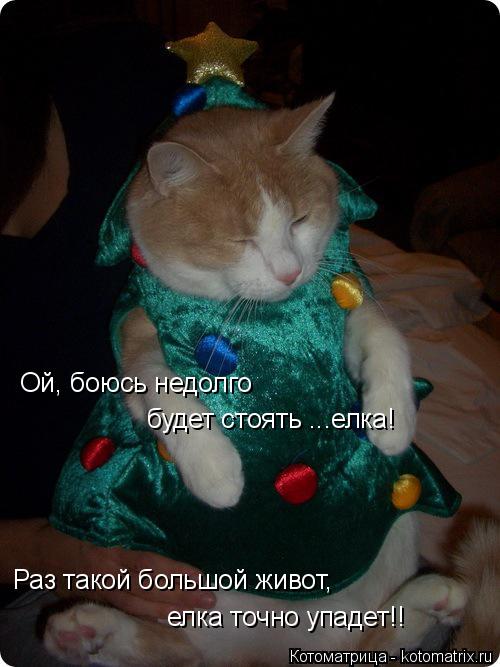 Котоматрица: Ой, боюсь недолго будет стоять ...елка! Раз такой большой живот, елка точно упадет!!