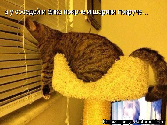 а у соседей и ёлка поярче и шарики покруче...... Котоматрица: а у соседей и ёлка поярче и шарики покруче...