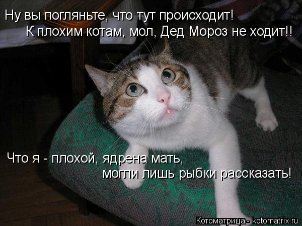 Ну вы погляньте, что тут происходит! К плохим котам, мол, Дед Мороз не ходит!! Что я - плохой, ядрена... Котоматрица: Ну вы погляньте, что тут происходит! К плохим котам, мол, Дед Мороз не ходит!! Что я - плохой, ядрена мать, могли лишь рыбки рассказать!