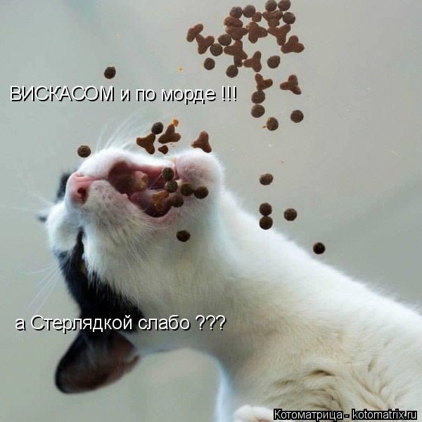 Котоматрица: ВИСКАСОМ и по морде !!! а Стерлядкой слабо ???