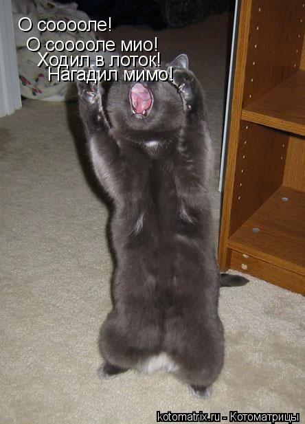 Котоматрица: О сооооле! О сооооле мио! Ходил в лоток! Нагадил мимо!