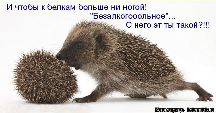 И чтобы к белкам больше ни ногой! "Безалкогооольное"... С него эт ты такой?!!!... Котоматрица: И чтобы к белкам больше ни ногой! "Безалкогооольное"... С него эт ты такой?!!!