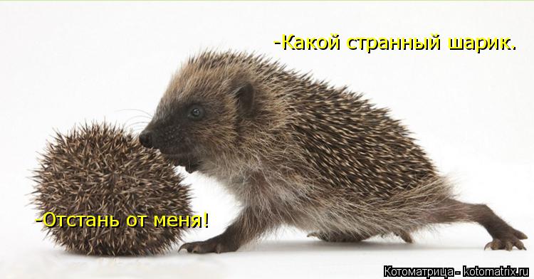 -Какой странный шарик. -Отстань от меня! -Отстань от меня!... Котоматрица: -Какой странный шарик. -Отстань от меня! -Отстань от меня!