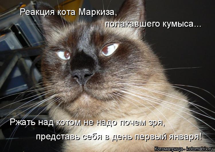 Реакция кота Маркиза, полакавшего кумыса... Ржать над котом не надо почем зря, представь себя в день ... Котоматрица: Реакция кота Маркиза, полакавшего кумыса... Ржать над котом не надо почем зря, представь себя в день первый января!