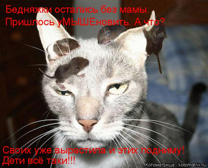 Своих уже вырастила и этих подниму! Дети всё таки!!! Бедняжки остались без мамы. Пришлось уМЫШЕновить... Котоматрица: Своих уже вырастила и этих подниму! Дети всё таки!!! Бедняжки остались без мамы. Пришлось уМЫШЕновить. А что?