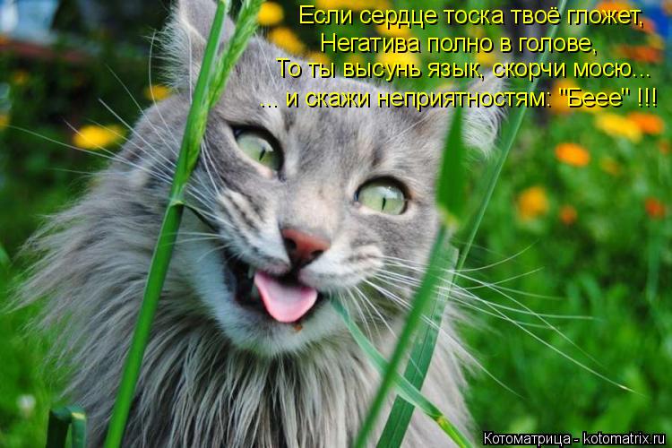 Если сердце тоска твоё гложет, Негатива полно в голове, То ты высунь язык, скорчи мосю... ... и скаж... Котоматрица: Если сердце тоска твоё гложет, Негатива полно в голове, То ты высунь язык, скорчи мосю... ... и скажи неприятностям: "Беее" !!!