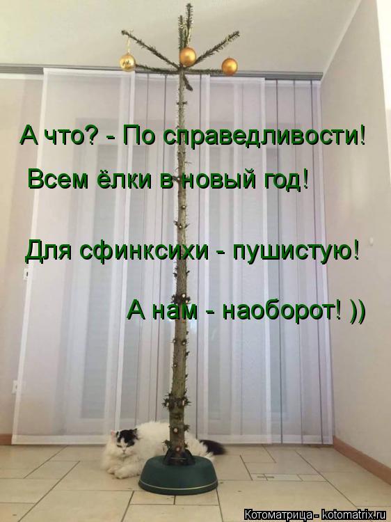 А что? - По справедливости! Всем ёлки в новый год! Для сфинксихи - пушистую! А нам - наоборот! ))... Котоматрица: А что? - По справедливости! Всем ёлки в новый год! Для сфинксихи - пушистую! А нам - наоборот! ))