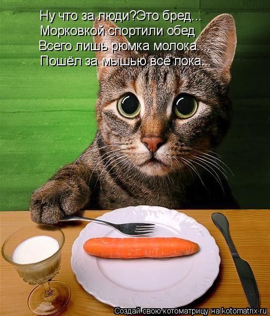Морковкой спортили обед Всего лишь рюмка молока.... Пошёл за мышью,всё пока... Ну что за люди?Это бре... Котоматрица: Морковкой спортили обед Всего лишь рюмка молока.... Пошёл за мышью,всё пока... Ну что за люди?Это бред...
