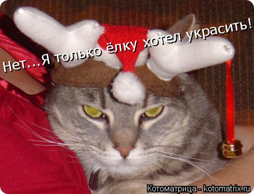 Нет...Я только ёлку хотел украсить!... Котоматрица: Нет...Я только ёлку хотел украсить!