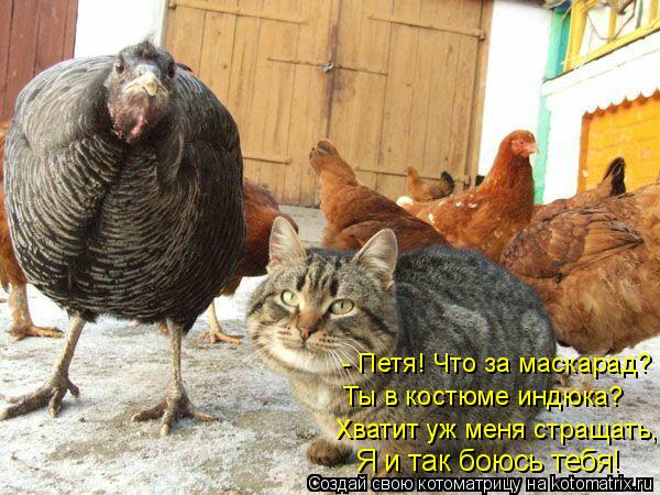 - Петя! Что за маскарад? Ты в костюме индюка? Хватит уж меня стращать, Я и так боюсь тебя!... Котоматрица: - Петя! Что за маскарад? Ты в костюме индюка? Хватит уж меня стращать, Я и так боюсь тебя!