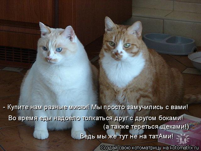 - Купите нам разные миски! Мы просто замучились с вами! Во время еды надоело толкаться друг с другом ... Котоматрица: - Купите нам разные миски! Мы просто замучились с вами! Во время еды надоело толкаться друг с другом боками! (а также тереться щеками!) Ведь мы