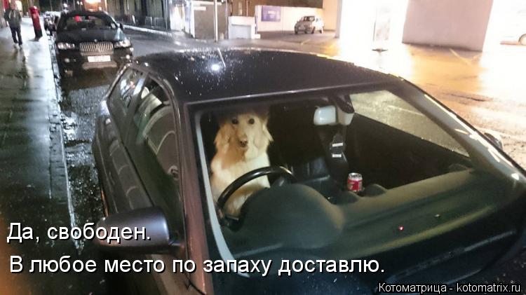 Да, свободен. В любое место по запаху доставлю.... Котоматрица: Да, свободен. В любое место по запаху доставлю.