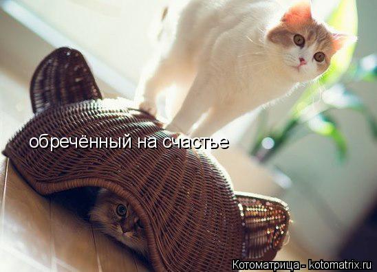 обречённый на счастье... Котоматрица: обречённый на счастье