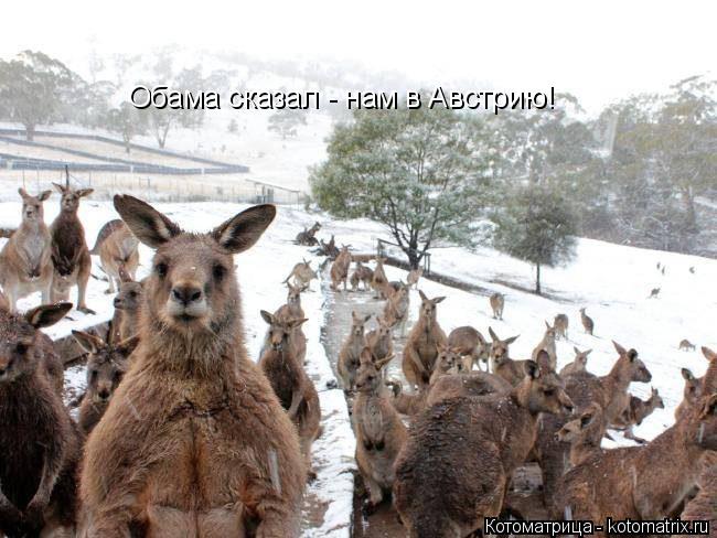 Обама сказал - нам в Австрию!... Котоматрица: Обама сказал - нам в Австрию!