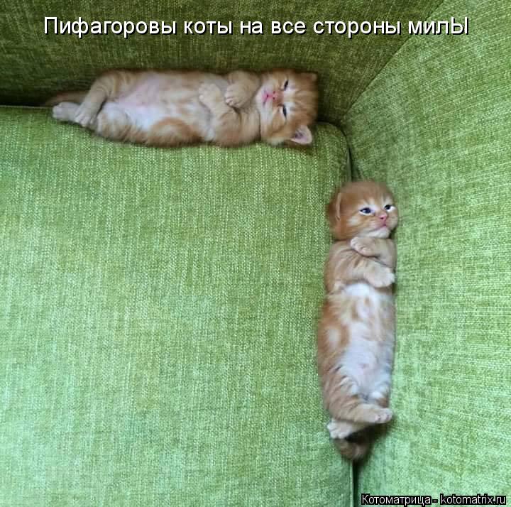 Пифагоровы коты на все стороны милЫ... Котоматрица: Пифагоровы коты на все стороны милЫ