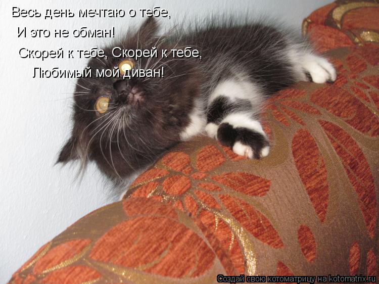 Весь день мечтаю о тебе, И это не обман! Скорей к тебе, Скорей к тебе, Любимый мой диван!... Котоматрица: Весь день мечтаю о тебе, И это не обман! Скорей к тебе, Скорей к тебе, Любимый мой диван!