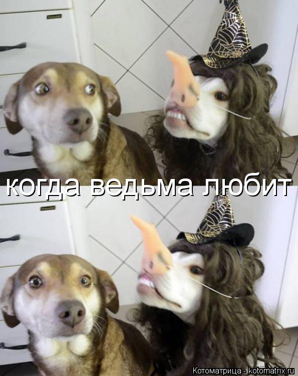 когда ведьма любит... Котоматрица: когда ведьма любит