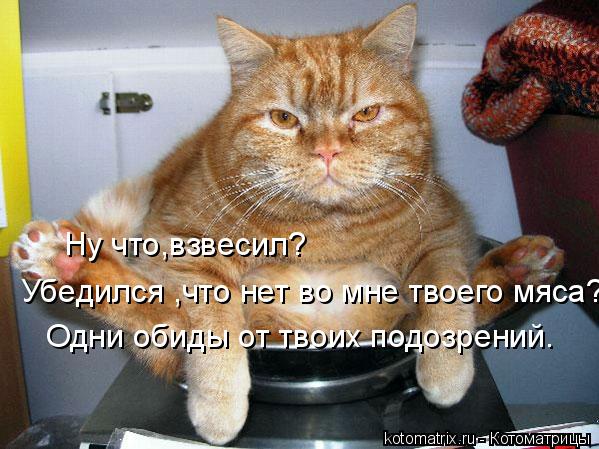 Ну что,взвесил? Убедился ,что нет во мне твоего мяса? Одни обиды от твоих подозрений.... Котоматрица: Ну что,взвесил? Убедился ,что нет во мне твоего мяса? Одни обиды от твоих подозрений.
