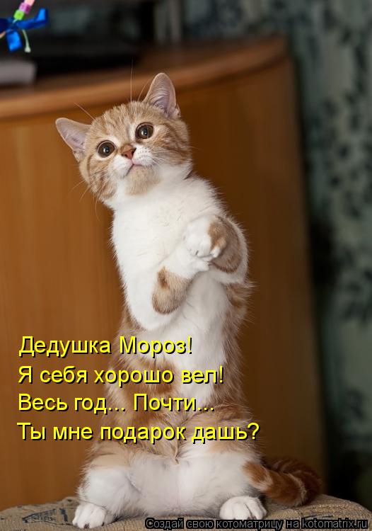Дедушка Мороз! Я себя хорошо вел! Весь год... Почти... Ты мне подарок дашь?... Котоматрица: Дедушка Мороз! Я себя хорошо вел! Весь год... Почти... Ты мне подарок дашь?