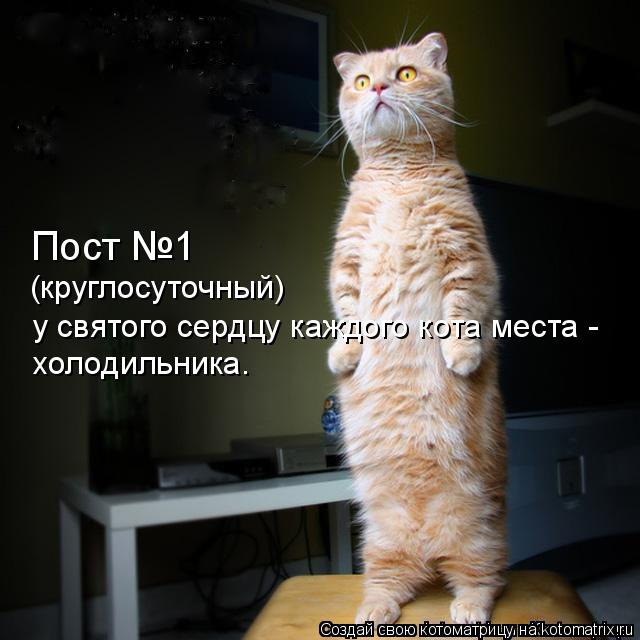 Пост №1 (круглосуточный) у святого сердцу каждого кота места - холодильника.... Котоматрица: Пост №1 (круглосуточный) у святого сердцу каждого кота места - холодильника.