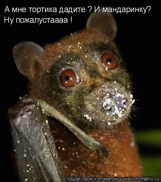 А мне тортика дадите ? И мандаринку? Ну пожалустаааа !... Котоматрица: А мне тортика дадите ? И мандаринку? Ну пожалустаааа !
