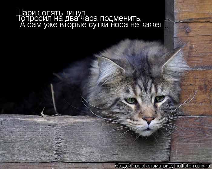 Шарик опять кинул, Попросил на два часа подменить, А сам уже вторые сутки носа не кажет...... Котоматрица: Шарик опять кинул, Попросил на два часа подменить, А сам уже вторые сутки носа не кажет...