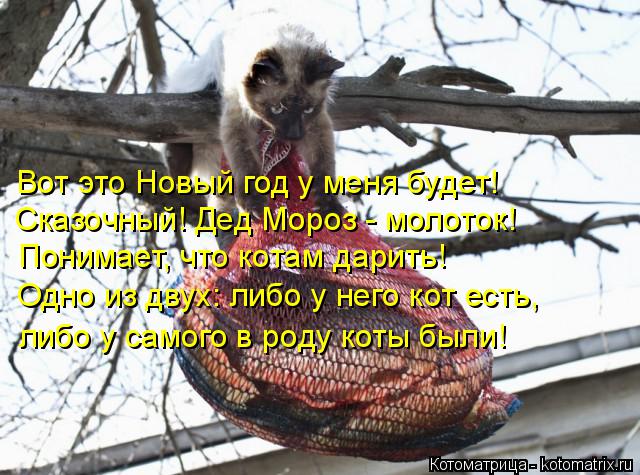 Вот это Новый год у меня будет! Сказочный! Дед Мороз - молоток! Понимает, что котам дарить! Одно из... Котоматрица: Вот это Новый год у меня будет! Сказочный! Дед Мороз - молоток! Понимает, что котам дарить! Одно из двух: либо у него кот есть, либо у самого в