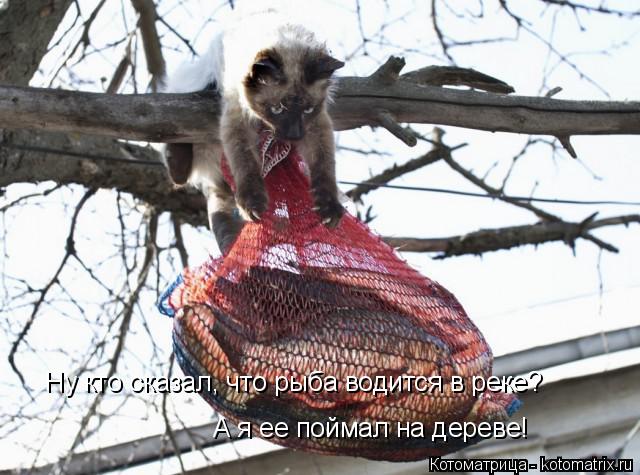 Ну кто сказал, что рыба водится в реке? А я ее поймал на дереве!... Котоматрица: Ну кто сказал, что рыба водится в реке? А я ее поймал на дереве!