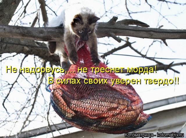 Не надорвусь,... не треснет морда! В силах своих уверен твердо!!... Котоматрица: Не надорвусь,... не треснет морда! В силах своих уверен твердо!!