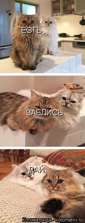ЕСТЬ ЗАЕЛИСЬ ДАЙ... Котоматрица: ЕСТЬ ЗАЕЛИСЬ ДАЙ