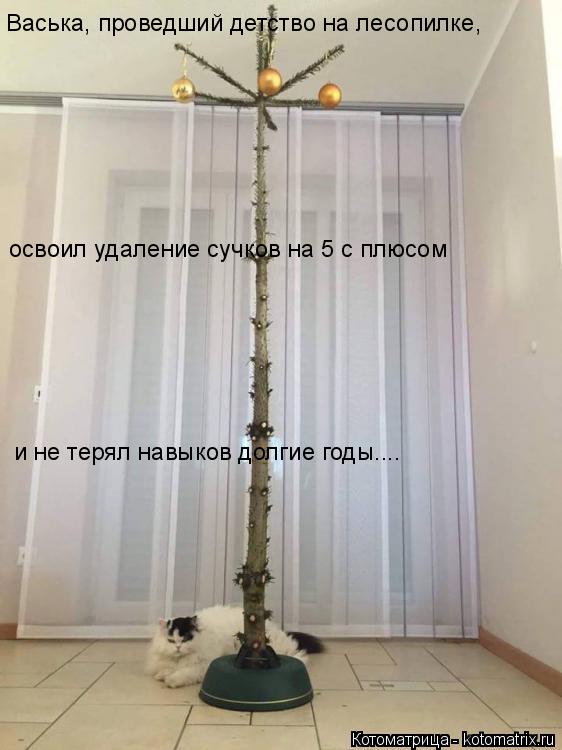 Васька, проведший детство на лесопилке, и не терял навыков долгие годы.... освоил удаление сучков на ... Котоматрица: Васька, проведший детство на лесопилке, и не терял навыков долгие годы.... освоил удаление сучков на 5 с плюсом