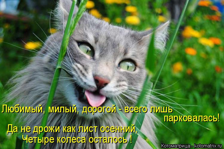 Любимый, милый, дорогой - всего лишь парковалась! Четыре колеса осталось ! Да не дрожи как лист осенн... Котоматрица: Любимый, милый, дорогой - всего лишь парковалась! Четыре колеса осталось ! Да не дрожи как лист осенний,
