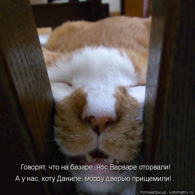 Говорят, что на базаре, нос Варваре оторвали! А у нас, коту Даниле, морду дверью прищемили!... Котоматрица: Говорят, что на базаре, нос Варваре оторвали! А у нас, коту Даниле, морду дверью прищемили!