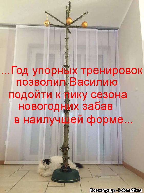 позволил Василию подойти к пику сезона ...Год упорных тренировок новогодних забав в наилучшей форме..... Котоматрица: позволил Василию подойти к пику сезона ...Год упорных тренировок новогодних забав в наилучшей форме...