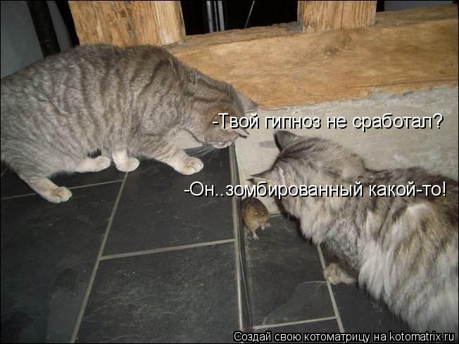 -Твой гипноз не сработал? -Он..зомбированный какой-то!... Котоматрица: -Твой гипноз не сработал? -Он..зомбированный какой-то!