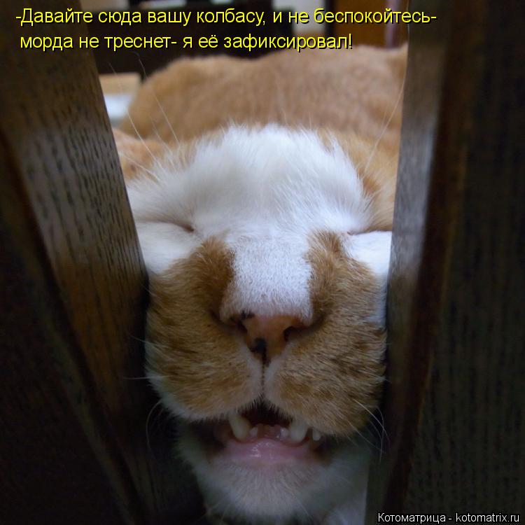-Давайте сюда вашу колбасу, и не беспокойтесь- морда не треснет- я её зафиксировал!... Котоматрица: -Давайте сюда вашу колбасу, и не беспокойтесь- морда не треснет- я её зафиксировал!