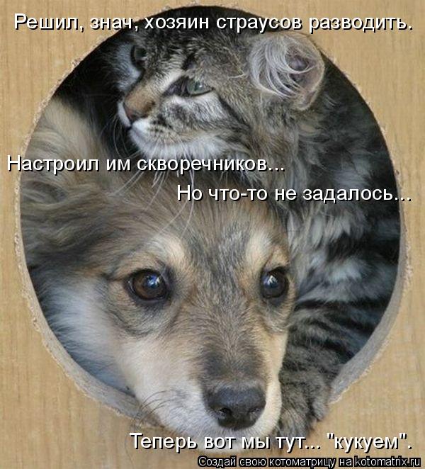 Настроил им скворечников... Но что-то не задалось... Теперь вот мы тут... "кукуем". Решил, знач, хозя... Котоматрица: Настроил им скворечников... Но что-то не задалось... Теперь вот мы тут... "кукуем". Решил, знач, хозяин страусов разводить.
