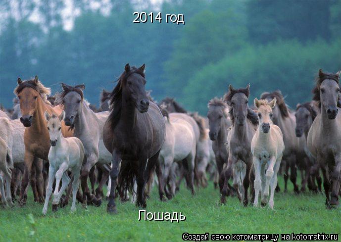 2014 год Лошадь... Котоматрица: 2014 год Лошадь