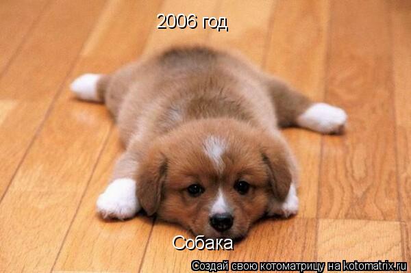 2006 год Собака... Котоматрица: 2006 год Собака