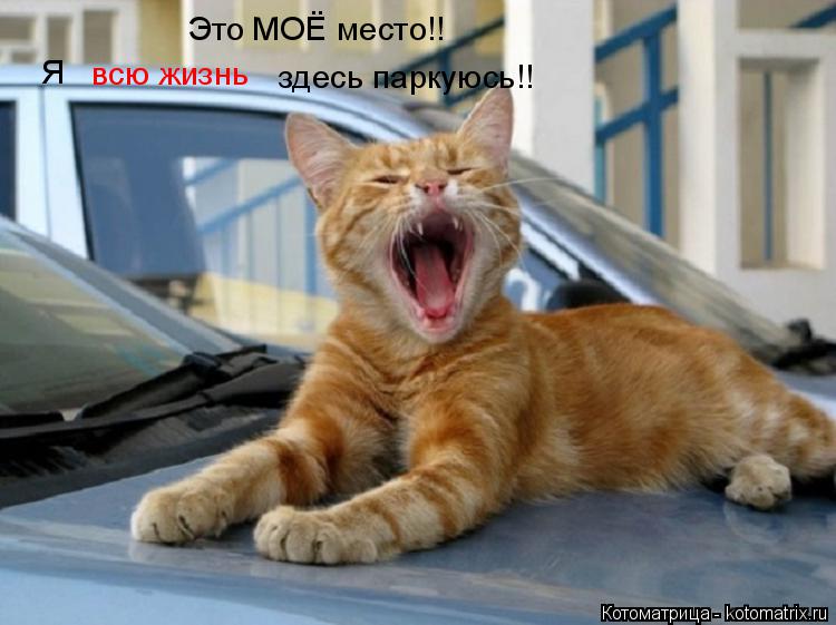 Это МОЁ место!! Я всю жизнь здесь паркуюсь!!... Котоматрица: Это МОЁ место!! Я всю жизнь здесь паркуюсь!!