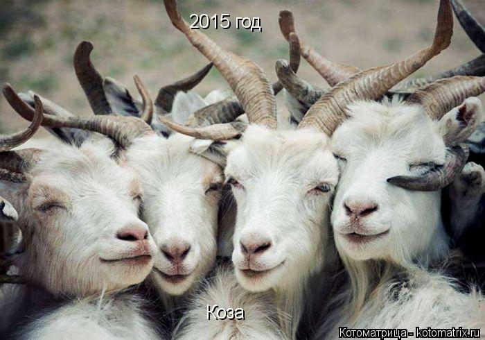 2015 год Коза... Котоматрица: 2015 год Коза