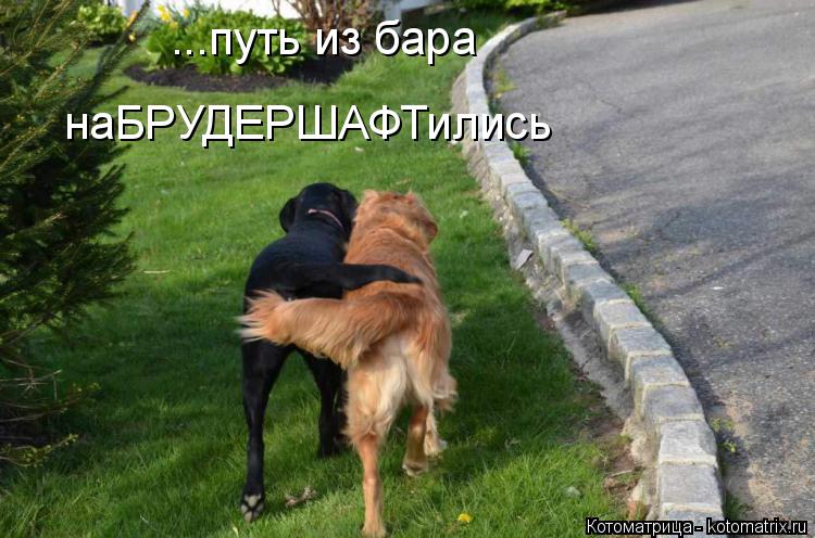 ...путь из бара наБРУДЕРШАФТились... Котоматрица: ...путь из бара наБРУДЕРШАФТились