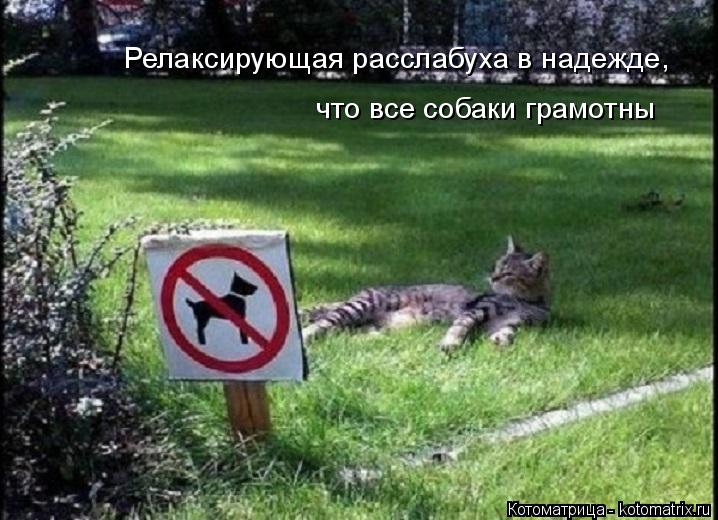 Релаксирующая расслабуха в надежде, что все собаки грамотны... Котоматрица: Релаксирующая расслабуха в надежде, что все собаки грамотны