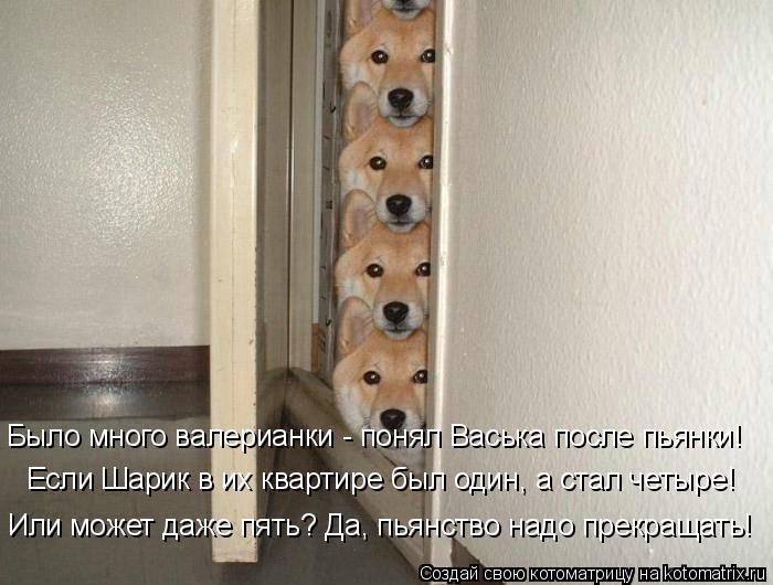 Если Шарик в их квартире был один, а стал четыре! Или может даже пять? Да, пьянство надо прекращать! ... Котоматрица: Если Шарик в их квартире был один, а стал четыре! Или может даже пять? Да, пьянство надо прекращать! Было много валерианки - понял Васька посл