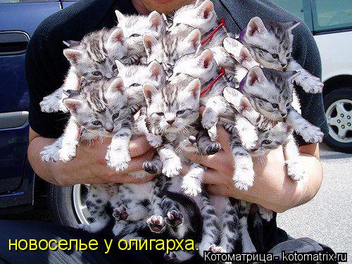 новоселье у олигарха.... Котоматрица: новоселье у олигарха.