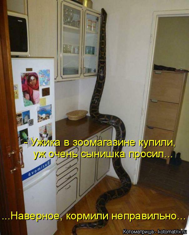 - Ужика в зоомагазине купили, уж очень сынишка просил... ...Наверное, кормили неправильно...... Котоматрица: - Ужика в зоомагазине купили, уж очень сынишка просил... ...Наверное, кормили неправильно...