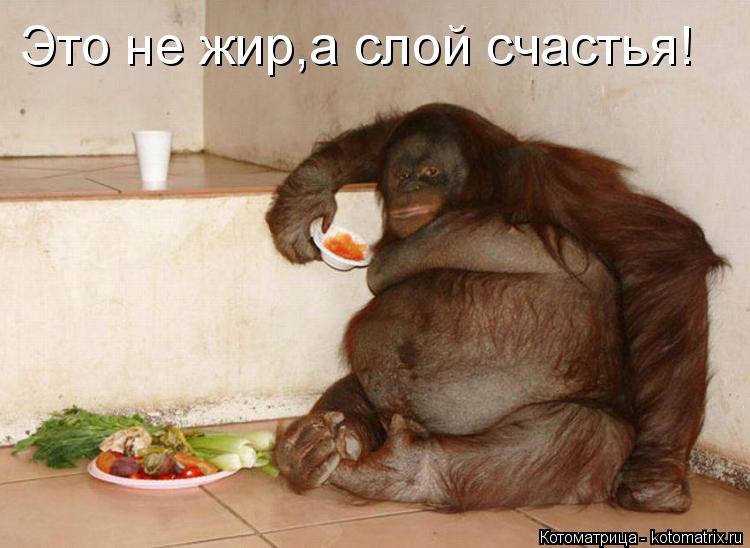 Это не жир,а слой счастья!... Котоматрица: Это не жир,а слой счастья!