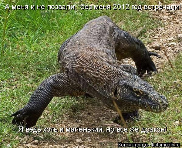 А меня и не позвали, без меня 2012 год встречали! Я ведь хоть и маленький, но все же дракон!... Котоматрица: А меня и не позвали, без меня 2012 год встречали! Я ведь хоть и маленький, но все же дракон!