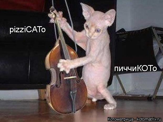 pizziCATo пиччиКОТо... Котоматрица: pizziCATo пиччиКОТо